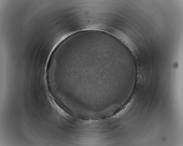 X0000099290892200805021229