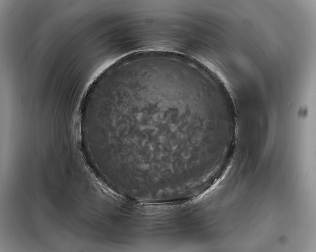 X0000099290925200805021228