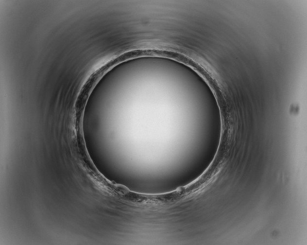 X0000099290974200805021228