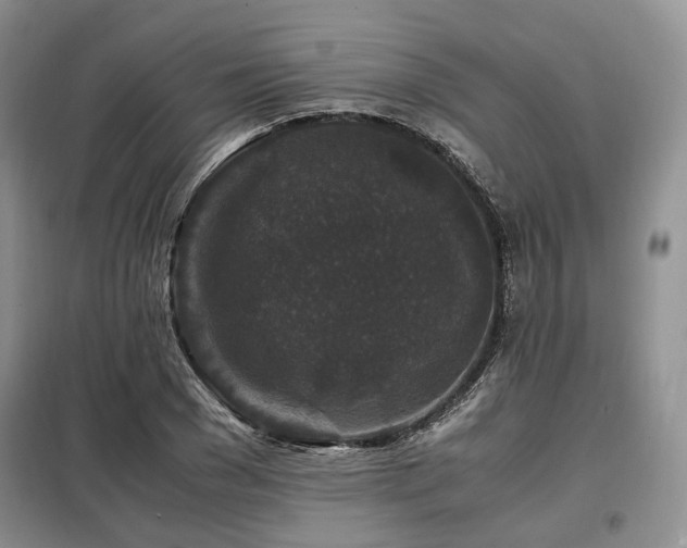 X0000099290977200805021228