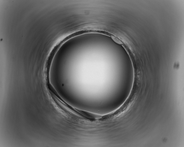 X0000099290981200805021228