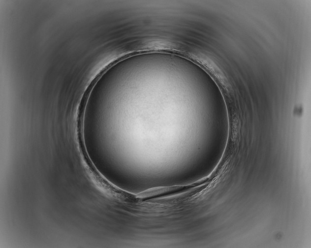 X0000099291039200805021227