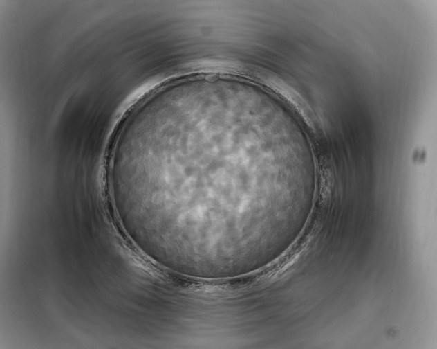 X0000099291074200805021226