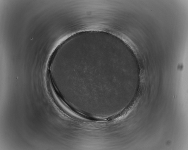 X0000099291077200805021226