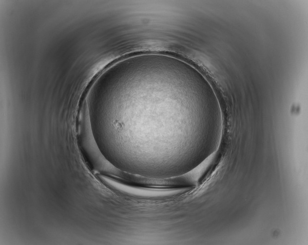 X0000099291081200805021226