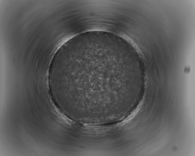 X0000099291121200805021225