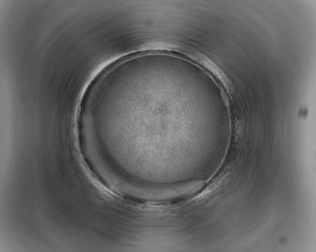 X0000099291124200805021225