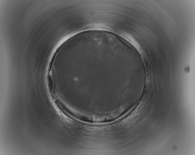 X0000099291144200805021226