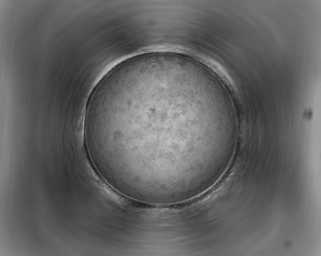 X0000099291228200805021224