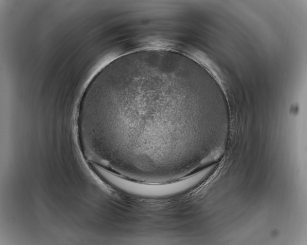 X0000099291235200805021224