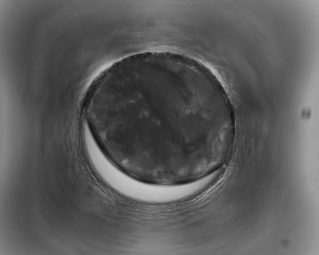 X0000099291263200805021223