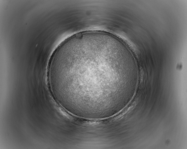 X0000099291278200805021223