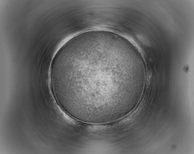 X0000099291294200805021223