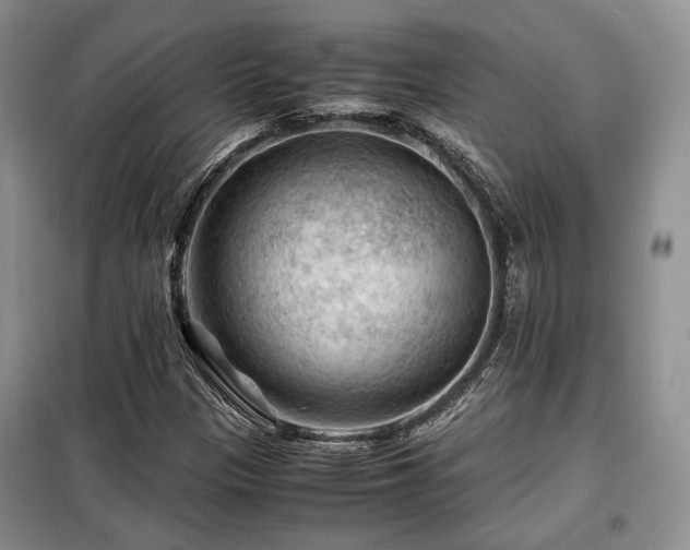 X0000099291305200805021222