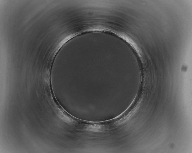 X0000099291329200805021222