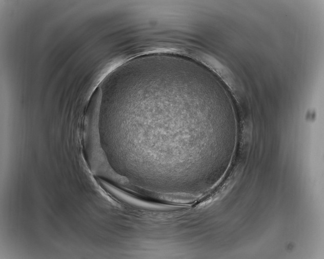 X0000099291377200805021221