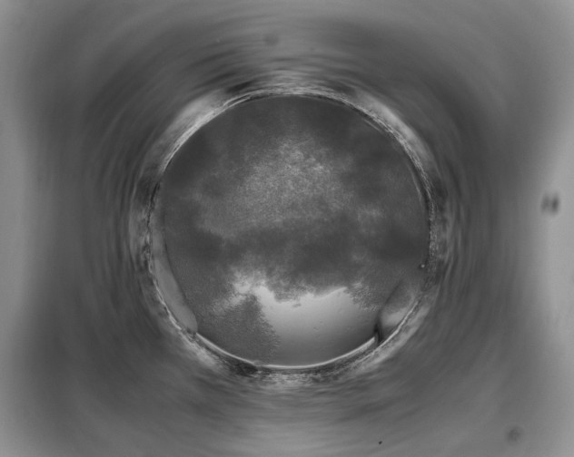 X0000099291385200805021221