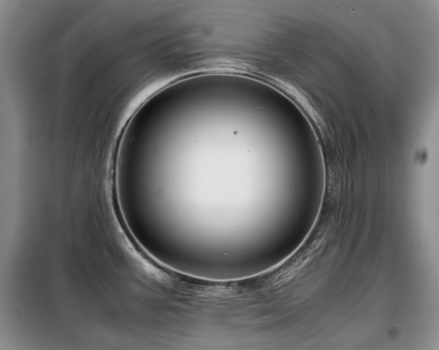 X0000099291387200805021221