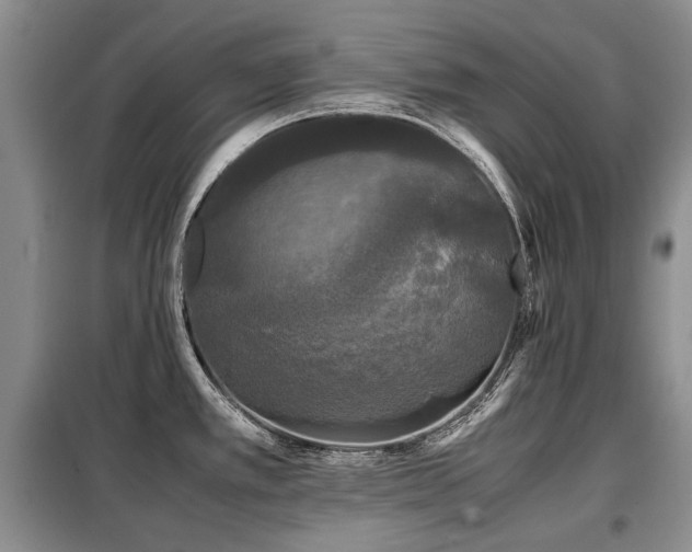 X0000099291389200805021221