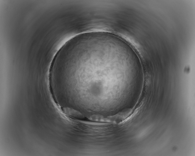 X0000099291423200805021221