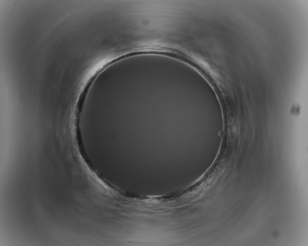 X0000099291463200805021220