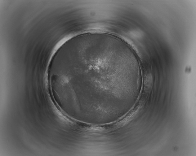 X0000099291466200805021220