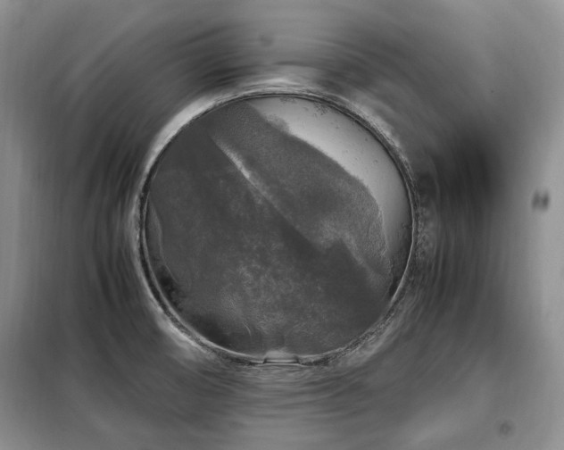 X0000099291474200805021220