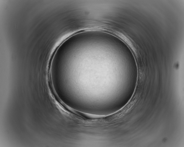X0000099291485200805021220