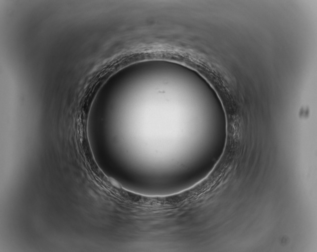 X0000099291493200805021219