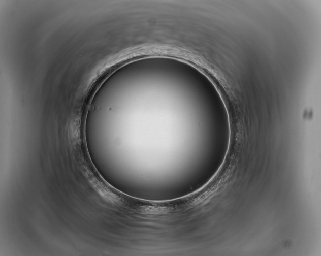 X0000099291499200805021219