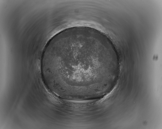 X0000099291505200805021219