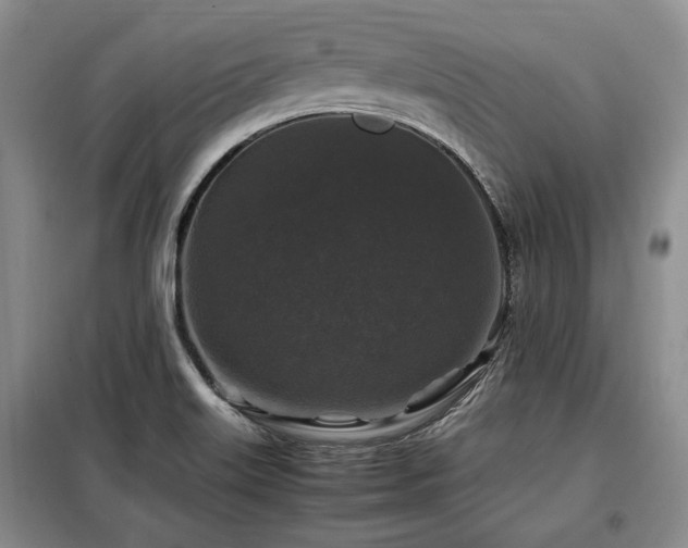X0000099291515200805021220