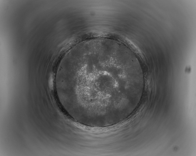 X0000099290026200805090941