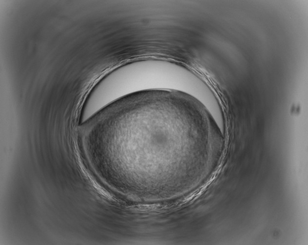 X0000099290049200805090940