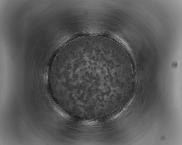 X0000099290065200805090940