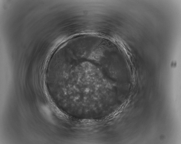 X0000099290145200805090939