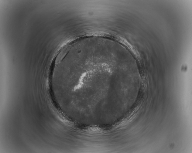 X0000099290203200805090938