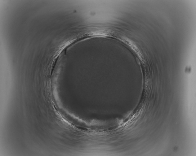 X0000099290385200805090936