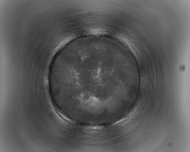 X0000099290443200805090934