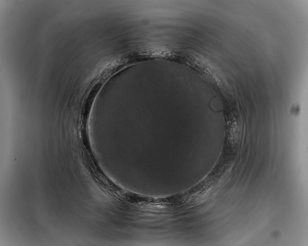 X0000099290643200805090931