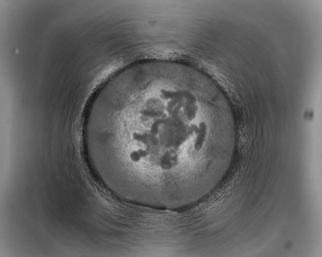 X0000099290679200805090931