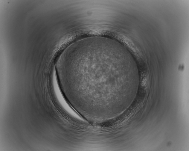 X0000099290685200805090931