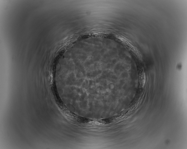 X0000099290703200805090931