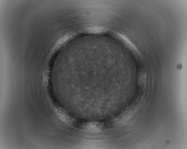 X0000099290736200805090930