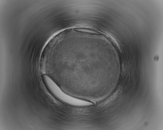 X0000099290784200805090929
