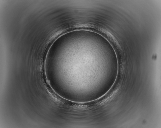 X0000099290833200805090928