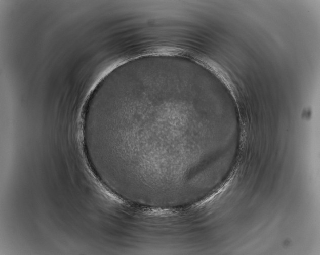 X0000099290835200805090928