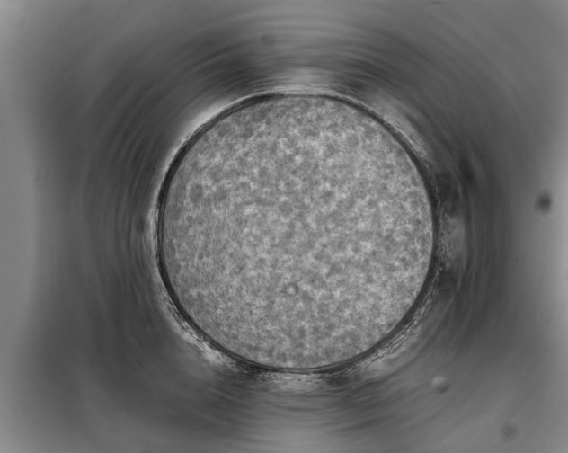 X0000099290856200805090929