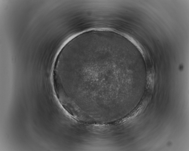 X0000099290959200805090927