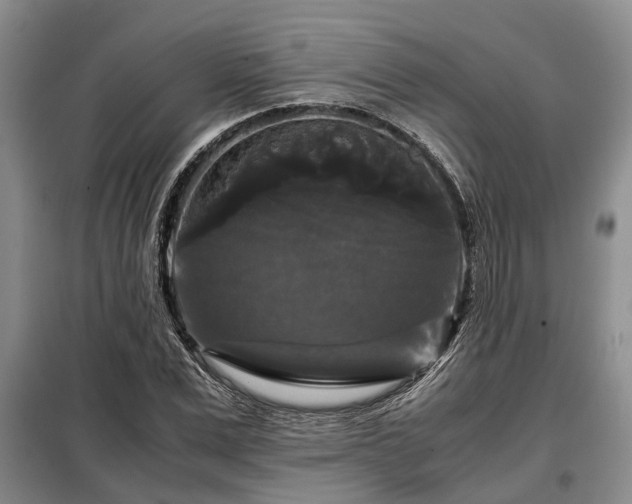 X0000099290975200805090926
